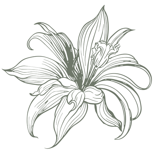 Sage green flower illustration